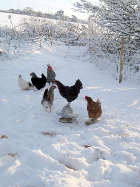 Snow Farm Aesthetic, Winter Farm Aesthetic, Allahs Creation, Happy Day Farm, Orange Farm, Deer Farm, Winter Farm, Chickens In The Winter, Beautiful Chickens