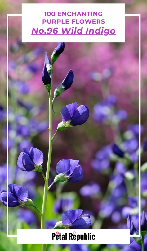 Wild Blue Indigo, Indigo Tattoo, False Indigo, Baptisia Australis, Purple Flowering Plants, Prairie Planting, Wild Indigo, T 1000, Indigo Plant