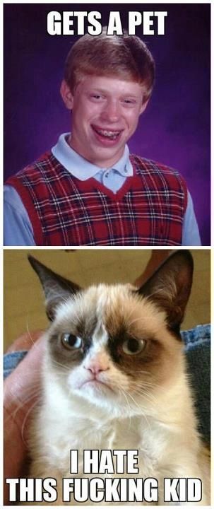 Bad luck Brian gets a pet Bad Luck Brian, Bad Luck, Grumpy Cat, Dog Cat, Funny Pictures, Kittens, Funny Memes, Social Media, Pet