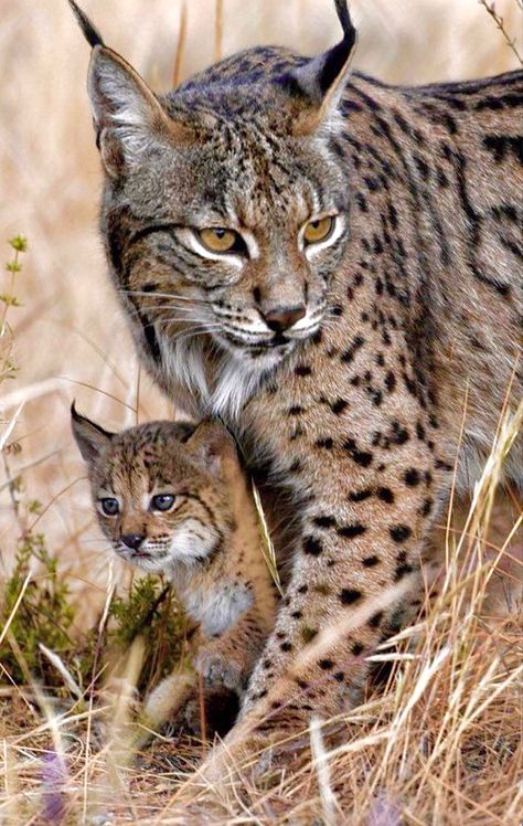 Lynx Kitten, Iberian Lynx, Exotic Cats, Big Cats Art, Cheetahs, Ragdoll Cat, Wildlife Animals, Mother And Baby, Lynx