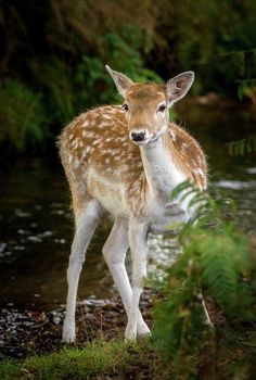 . Deer Female, Deer Paintings, Female Deer, Cute Animal Tattoos, Deer Photography, Deer Wallpaper, Moose Deer, Deer Doe, Animal Babies