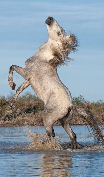 Grey horse rearing Horse Coloring, Horses Poses, Camargue Horse, Horse Rearing, Horse Reference, Wild Mustangs, All The Pretty Horses, White Horses, Horse Photos