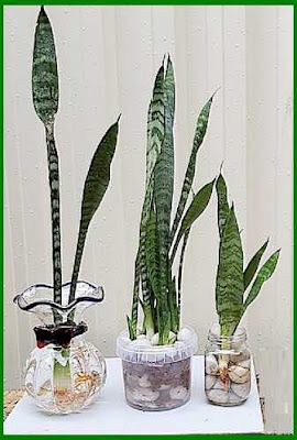 Learn how to propagate and grow snake plant in water and its care, and know if Sansevieria can survive in water only and if yes, then for how long. Growing Snake Plants In Water, Plants Grown In Water Houseplant, Snake Plant In Water Vase, Rooting Snake Plant In Water, Propagating Snake Plant In Water, How To Propagate Snake Plant, Snake Plants In Water, Snake Plant In Water, Plants In Glass Jars