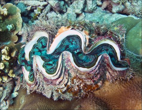 Giant Clam Shell, Aquatic Art, Giant Clam, Micro Photography, Mother Images, Sea Plants, Deep Sea Creatures, Cool Fish, Underwater Art