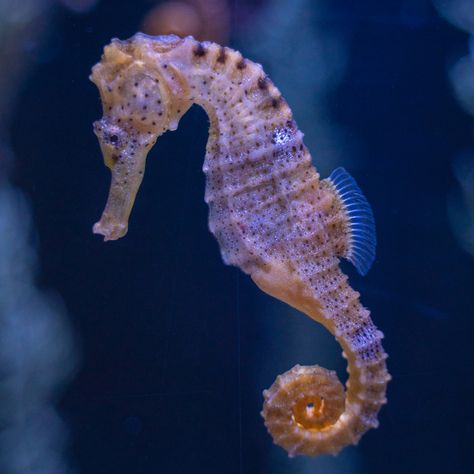 Seahorses Aesthetic, Sea Horse Aesthetic, Aesthetic Seahorse, Thorny Seahorse, Seahorse Aesthetic, Drawing Seahorse, Seahorse Facts, Sea Icons, Seahorse Drawing