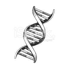 Dna Drawing Easy, Dna Model Drawing, Dna Helix Drawing, Dna Helix Model, Dna Structure Drawing, Dna Drawing Science, Dna Helix Art, Dna Art Illustrations, Dna Drawing Art