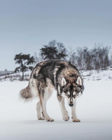 Wolf on the prowl 🐺 -> but actually the look you give to the a$$ who just flew into the parking space you had your signal on for 😒 🙏🏼 good… Wolf Reference, Wolf Husky, Animals Tattoo, Wolf Hybrid, Wolf Photography, Wolf Photos, Wolf Love, Wolf Pictures, Most Beautiful Animals