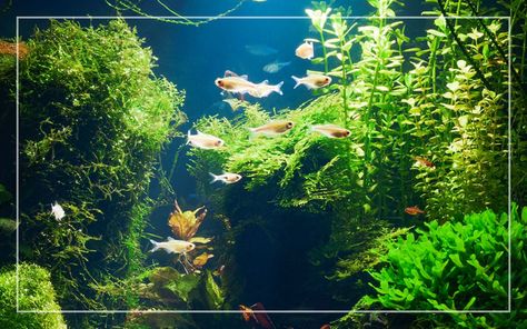 10 Best Fish for 10 Gallon Tank (Stocking Ideas - With Pictures) Fish For 10 Gallon Tank, Snake Habitat, Solar Powered Water Pump, 10 Gallon Fish Tank, Neon Tetra, Community Tanks, Stocking Ideas, Guppy Fish, Solar Water Pump