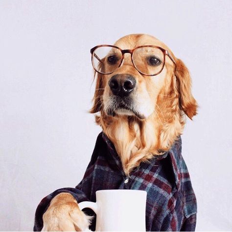 LOL dog coffee Dog Photoshoot, Wearing Glasses, Dog Photography, Dog Photos, Animals Friends, Dog Pictures, I Love Dogs, Dog Life, Dog Love