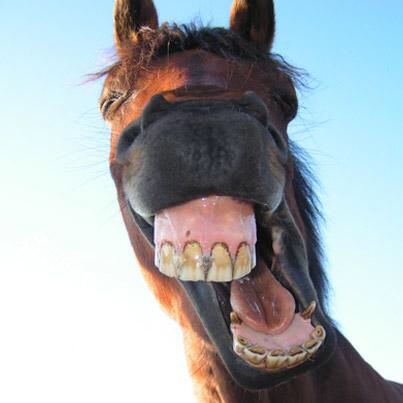 What treatments do you provide when a patient complains about a gummy smile? Gummy Teeth, Funny Horse Face, Horse Teeth, Horse Mouth, Horses Funny, Funny Animal Faces, Farm Horses, Horse Humor, Funny Horse Pictures