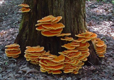 sulfur shelf mushroom Sony Cybershot Camera, Amazing Mushrooms, Mushroom Photos, Edible Wild Mushrooms, Oberlin College, Chicken Of The Woods, Brush Embroidery, Apple Orchards, Lichen Moss