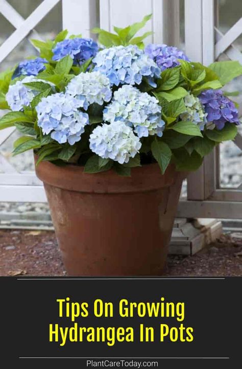 Growing Hydrangea in pots allows you to move them in the garden for greater enjoyment. Look for compact varieties or dwarf Hydrangea types to grow in containers. we share Hydrangea In A Pot Planters, White Hydrangea In Pots, Blue Hydrangea In Pots, Can You Grow Hydrangeas In A Pot, How To Care For Potted Hydrangeas In Winter, Potted Hydrangea Patio, Hydrangea Potted Planters, Hydrangea Potted Front Doors, Potted Hydrangeas On Porch