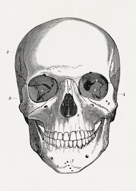 Skull Front Facing, Skull Illustration Vintage, Skull Facing Forward, Skull Front View, Sketch Bases, Public Domain Images Vintage, Emil Melmoth, Collage Printables, Art Assessment