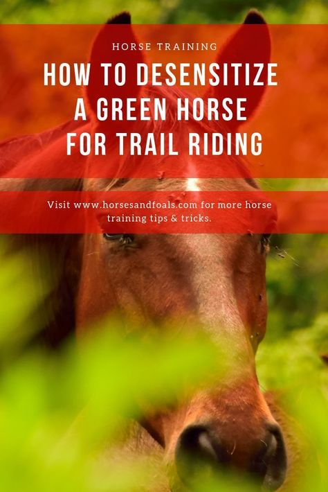 Horse Education, Riding Exercises, Training Horses, Horse Ownership, Healthy Horses, Happy Horse, Riding Tips, Horse Exercises, Equestrian Helmet