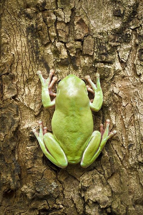 Tiny Baby Animals, Green Tree Frog, Pet Frogs, Australian Natives, Garden Rock Art, Tree Frog, Frog And Toad, Tree Frogs, Green Tree