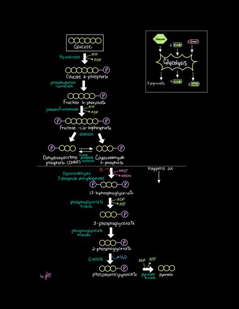 Glycolysis Pathway Glycogenesis Pathway, Glycolysis Pathways, Organic Chemistry Study, Mental Map, Medical School Studying, Organic Chemistry, Medical School, Chemistry, Anatomy