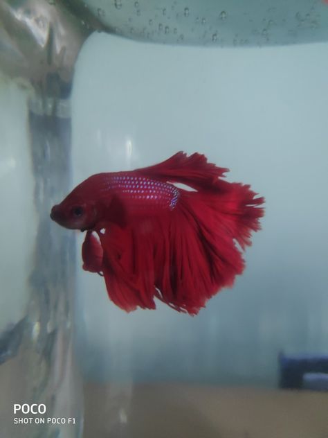 My red Betta fish #fighterfish #bettafish #redbetta #aquarium Elephant Ear Betta Fish, Red Beta Fish, Red Betta Fish, Unique Fish Tanks, Pink Fish, Beta Fish, Pet Fish, Red Fish, Freshwater Fish