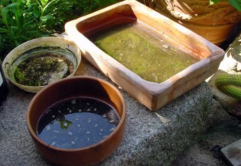 Stagnant water in unused pots provide breeding grounds for mosquitoes. The volume of water here is enough space to breed tens of thousands of mosquitoes over the course of a summer. Turn them upside-down or store in the garage. Stagnant Water, Safe Drinking Water, Drink Plenty Of Water, Hygienic Food, Home Exercise Routines, Hand Hygiene, Wet Clothes, Dating Tips For Women, Oranges And Lemons