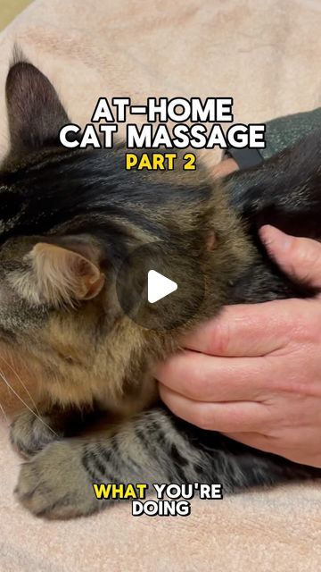 Massage At Home, Cat Massage, How To Give, Massage Therapy, Well Being, Relaxation, Massage, At Home, On Instagram