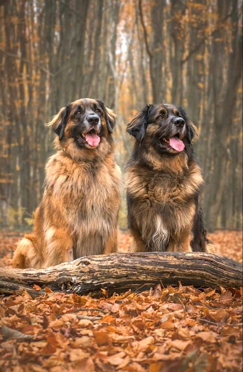 Massive working dogs, energetic and powerful. Leon Berger Dog, Dog Line Art Tattoo, Leonberger Dog, Pet Anime, Large Breed Dogs, Dog Line Art, Dog Line, Real Dog, Breed Dogs