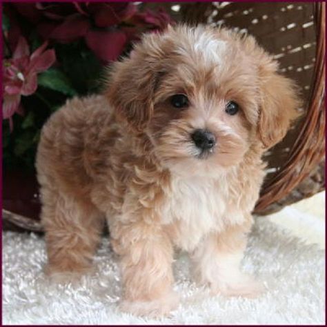 cute teacup maltese puppies brown - Google Search Maltese Poodle Puppies, Maltese Poodle, Maltipoo Puppy, Maltese Puppy, Teacup Puppies, Poodle Puppy, Cute Dogs And Puppies, Labradoodle, Cute Creatures