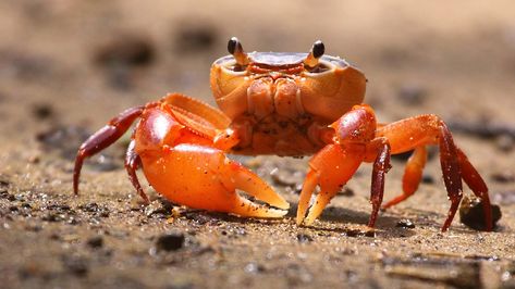 Crab Character, Crab Species, Fiddler Crab, Salvation Tattoo, Crab Art, Crab And Lobster, Beautiful Sea Creatures, Underwater Creatures, Aquatic Animals