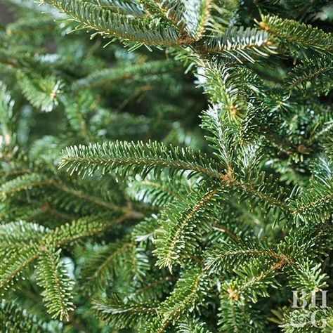 A top landscape tree, as well as a favorite Christmas tree, Frasier fir offers beautiful dark green needles and a wonderful pyramidal shape. Another bonus: This tree is native to Eastern North America.Name: Abies fraseriGrowing Conditions: Full sun and moist, well-drained soilSize: Varieties can grow up to 40 feet tallZones: 4-7Grow It Because: You like the soft, dark green needles and Christmas-tree shape. Holiday Pots, Unusual Landscapes, Evergreen Landscaping, Blue Star Juniper, Grand Fir, Picea Pungens, Types Of Christmas Trees, Bristlecone Pine, Frasier Fir