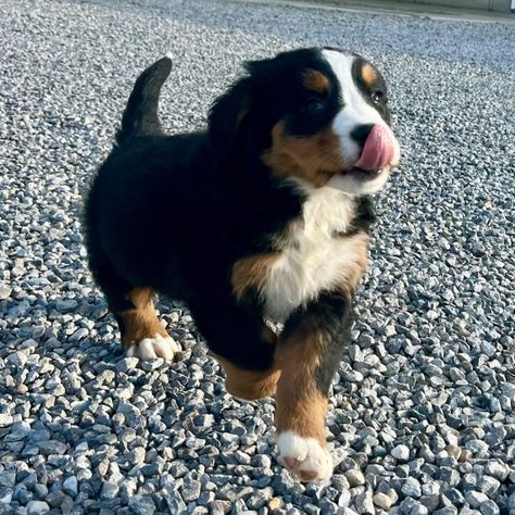 Natalie, a Black Rust & White Female Bernese Mountain Dog Puppy 754296 | PuppySpot Bernese Mountain Dog Puppy, Dog Puppies, Mountain Dog, Bernese Mountain, Bernese Mountain Dog, Mountain Dogs, Going Home, New Puppy, Dog Puppy