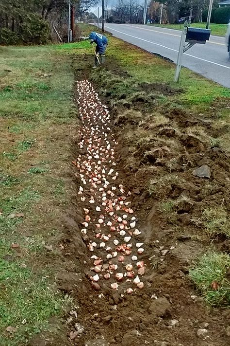 Tulip Planting, Planting Daffodil Bulbs, Fall Bulb Planting, Bulbs Garden Design, Spring Bulbs Garden, Planting Bulbs In Spring, Planting Tulips, American Meadows, Fall Bulbs