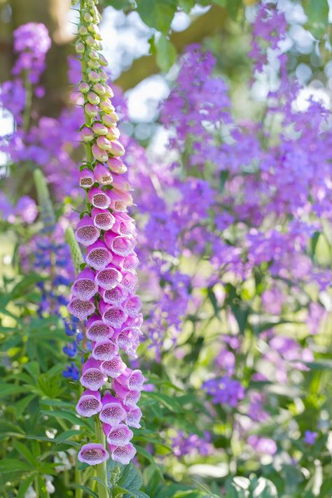 Foxglove Flower Aesthetic, Fox Gloves Flower, Foxglove Photography, Ruth Brown, Fox Gloves, Foxglove Flower, Foxglove Flowers, Fox Glove, Plant Friends