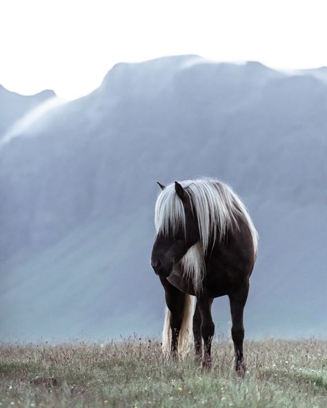 Behind the Shot - Icelandic Horse - Hannah Argyle Photography Iceland Photography Landscapes, Animal Photography Dogs, National Geographic Animals, Animal Photography Wildlife, Beautiful Horses Photography, Iceland Photography, Horse Inspiration, Dji Phantom 4, Icelandic Horse