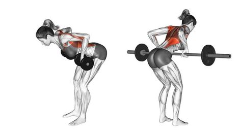 While the barbell and dumbbell row may appear to only differ in terms of equipment, they do in fact have quite a number of technical differences. #barbellrow #dumbbellrow #backworkout #workoutroutine #elbowflexion #freeweights #resistancetraining #trainingprogram Muscle Workout Plan, Back Muscle Workout, Dumbbell Row, Back Muscle, Barbell Row, Muscle Workout, Smith Machine, Free Weights, Major Muscles