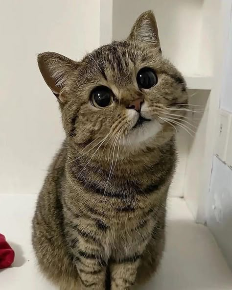 Munchkin Cat Scottish Fold, Dog Nature, Kitten Cute, Travel Dog, Munchkin Cat, Cute Little Kittens, Cute Cats Photos, Super Cute Animals, Pretty Animals