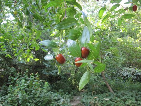 Elderberry Growing, Texas Landscape, Pecan Tree, Landscape Gardening, Edible Seeds, Texas Gardening, Wild Edibles, Ornamental Trees, Growing Fruit