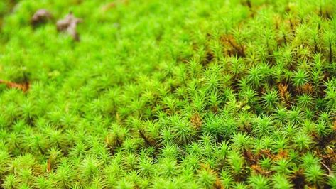 How to Keep Moss Alive via @plantophiles How To Keep Moss Alive Indoors, Growing Moss Indoors, Grow Moss Indoors, Moss Indoors, Moss Ideas, Grow Moss, Moss Gardens, How Plants Grow, Types Of Ferns