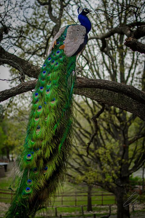 Peacock Sitting on a Tree Branch Peacock Facts, Tattoos Birds, Flor Iphone Wallpaper, Peacock Feather Art, Birds Drawing, Tattoo Wallpaper, Drawing Bird, Peacock Images, Peacock Photos