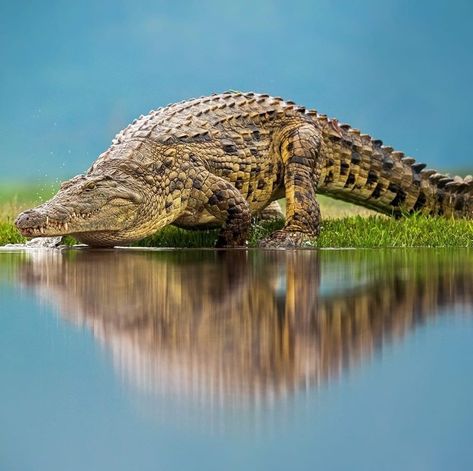 Crocodile Facts, Crocodile Pictures, Crocodile Hunter, Nile Crocodile, African Tattoo, Animals Tattoo, Nature Aesthetics, Bbc Earth, Africa Wildlife