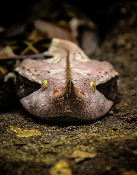 Gaboon Viper Gaboon Viper, Cool Snakes, Snake Bite, Beautiful Snakes, Snake Venom, Reptile Snakes, Lovely Creatures, Crocodiles, Reptiles And Amphibians