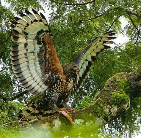 African Crowned Eagle, Crowned Eagle, Aigle Royal, Raptors Bird, Small Deer, Tanzania Africa, Strong Legs, Kestrel, Pretty Animals