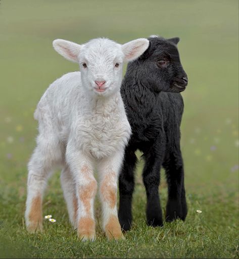 Sheep And Goat, Cute Goats, Sheep Farm, Sheep And Lamb, Cute Sheep, Baby Goats, Pretty Animals, Black Sheep, Cute Animal Photos