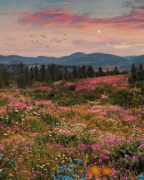 meadows in my dreams🌙 Horse In Flower Field, Flower Meadow Aesthetic, Meadows Aesthetic, Rose Meadow, Flowering Meadow, Meadow Aesthetic, Wildflowers Aesthetic, Sunset Meadow, Flowery Meadow