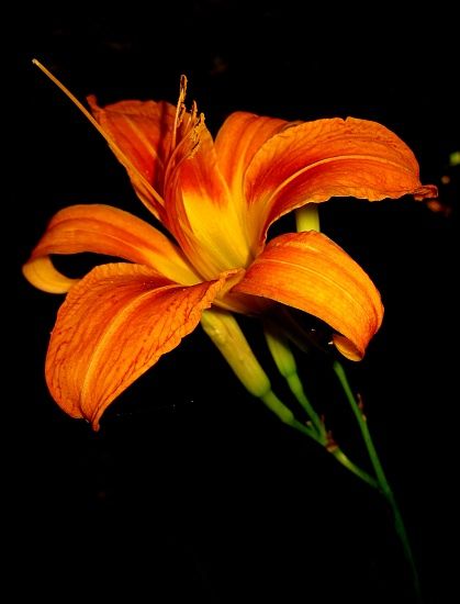 Orange Day Lily, Orange Lily Flower Aesthetic, Orange Tiger Lily, Neon Tropical Flower Phtotography, Day Lily, Phoenix Tattoo Design, Flower Sleeve, 365 Project, Watercolour Flowers