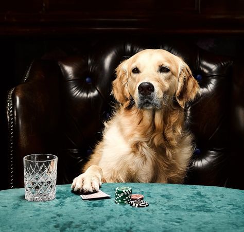 Dogs Playing Poker: 24 Fun Facts About Card-Playing Canines Dogs Playing Poker, Dogs Playing, Dog Playing, Poker Room, Real Dog, Cool Face, About Dogs, Rough Collie, Poker Cards