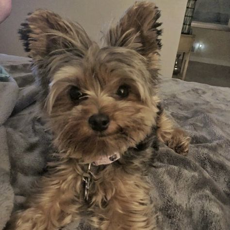 Yorkshire Terrier Full Grown, Cute Dogs Yorkies, Yorkie Aesthetic, Brown Yorkie, Shorkie Puppies, Big Dogs Breeds, Biggest Dog In The World, Dog Yorkie, Biggest Dog