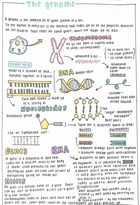 The genome | Medical school inspiration, Nursing school notes, Nurse study notes Cell Biology Notes Aesthetic, Neurosurgeon Aesthetic Notes, Neurosurgeon Notes, Embryology Aesthetic, Genetics Notes Biology, Biochem Notes, Biology Student Aesthetic, Genetics Notes, Genetics Aesthetic