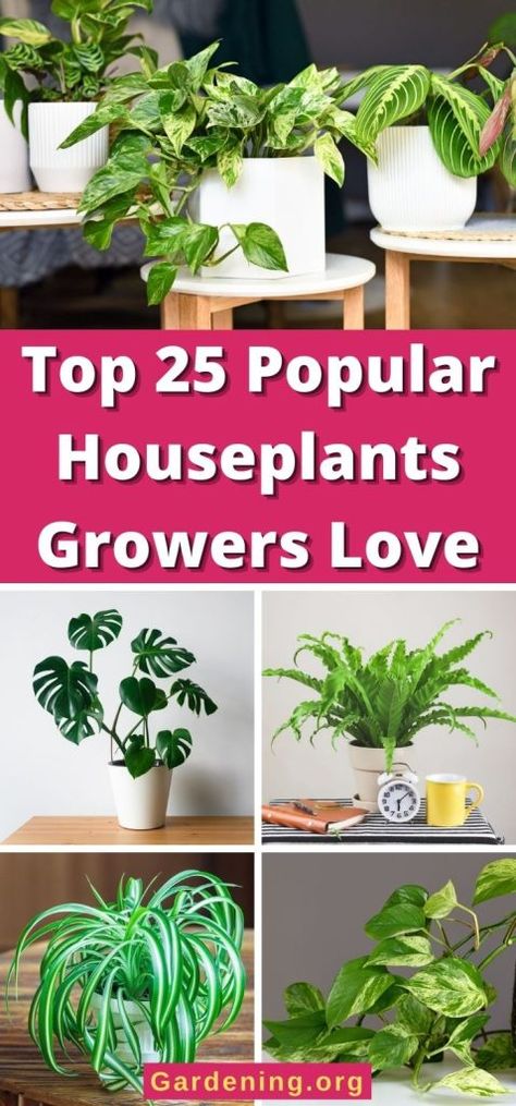 Purple Passion Plant, Oyster Plant, Popular House Plants, Arrowhead Plant, Cast Iron Plant, Gardening Hacks, Prayer Plant, Garden Indoor, Rubber Plant