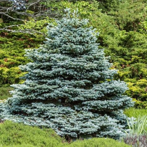 8 Types of Spruce Trees for Your Yard | The Family Handyman Blue Spruce Tree, Colorado Spruce, Colorado Blue Spruce, Picea Pungens, Picea Abies, Spruce Trees, Fat Albert, White Spruce, Live Christmas Trees