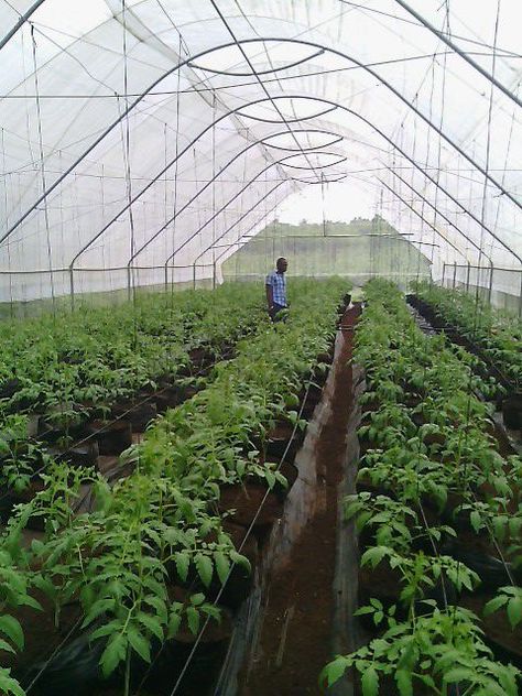 Tomato Greenhouse, Greenhouse Tomatoes, Tomato Farming, Farm Lifestyle, Growing Tomatoes, Green House, Greenhouses, Small Towns, Tomatoes