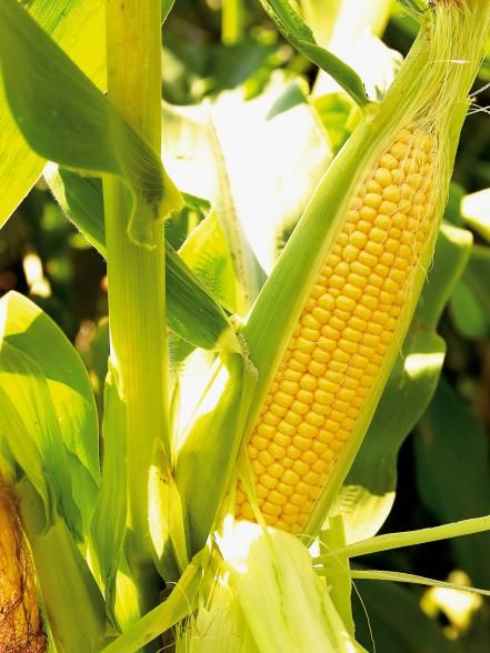 Enjoy a Summertime Favorite All Year Growing Sweet Corn, Freezing Corn, Agriculture Photography, Corn Crop, Harvest Corn, Freezing Vegetables, Growing Corn, Hardscape Design, Corn Recipes