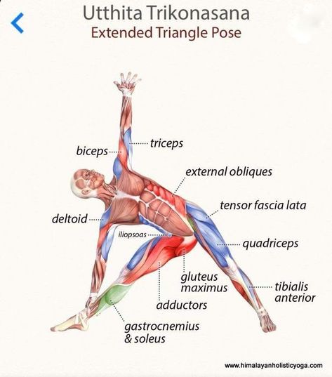 Muscles engaged in Utthita Trikonasana or Extended Triangle Pose. From the Ashtanga Yoga Standing Sequence Triangle Pose Yoga, Yoga Muscles, Yoga Ashtanga, Ashtanga Vinyasa Yoga, Triangle Pose, Yoga Anatomy, Rishikesh India, Yoga Iyengar, Yoga Positions